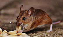 24 Hour & Emergency Exterminators in Center Lovell, ME